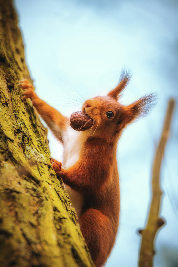 Eurasian Red Squirrel - Sciurus Vulgaris #6 Photograph by Marc Braner