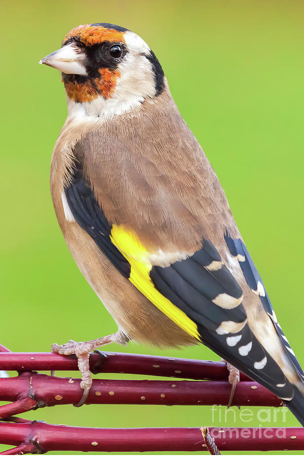 European goldfinch bird close up   Photograph by Simon Bratt