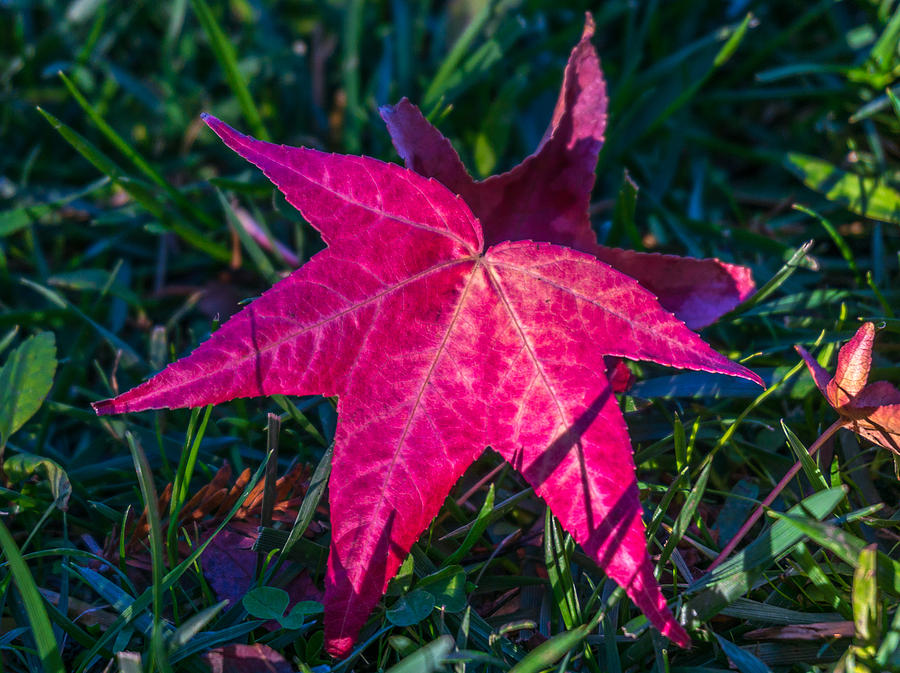 Fall foliage #6 Photograph by Asif Islam