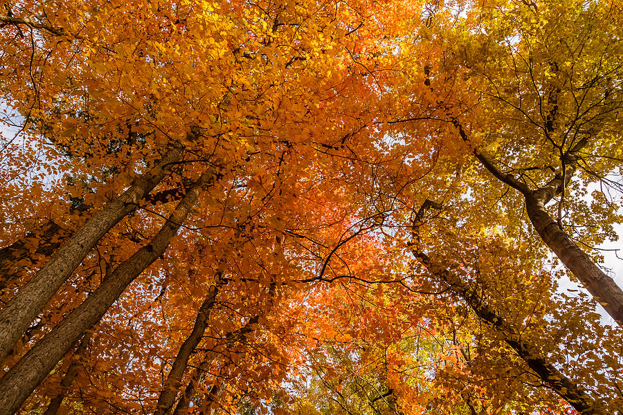 Fall foliage #6 Photograph by SAURAVphoto Online Store