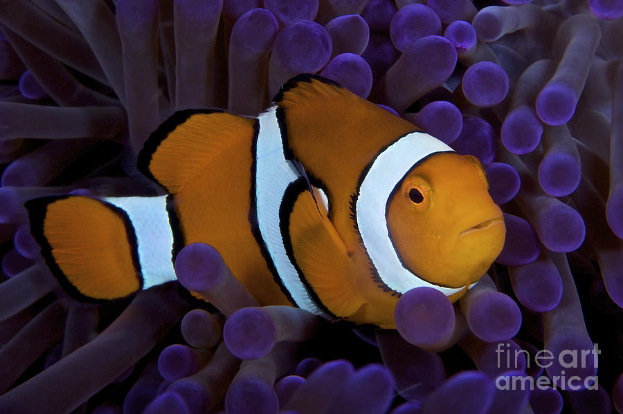 Fish Photograph - False Ocellaris Clownfish In Its Host #6 by Terry Moore