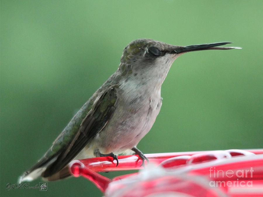 Nature Photograph - Female Ruby-Throated Hummingbird #6 by J McCombie