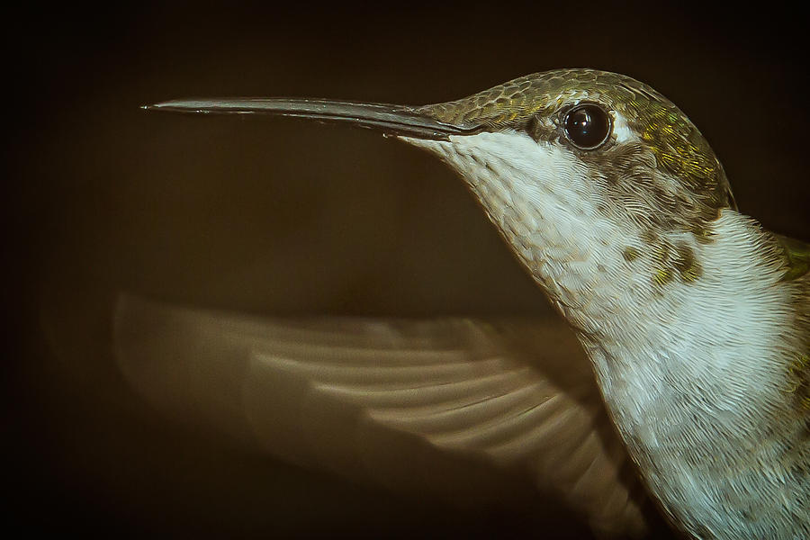 Female Ruby-Throated Hummingbird #6 Photograph by Robert L Jackson