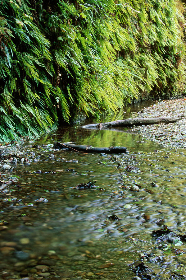 Landscape Photograph - Fern Canyon #8 by Soli Deo Gloria Wilderness And Wildlife Photography