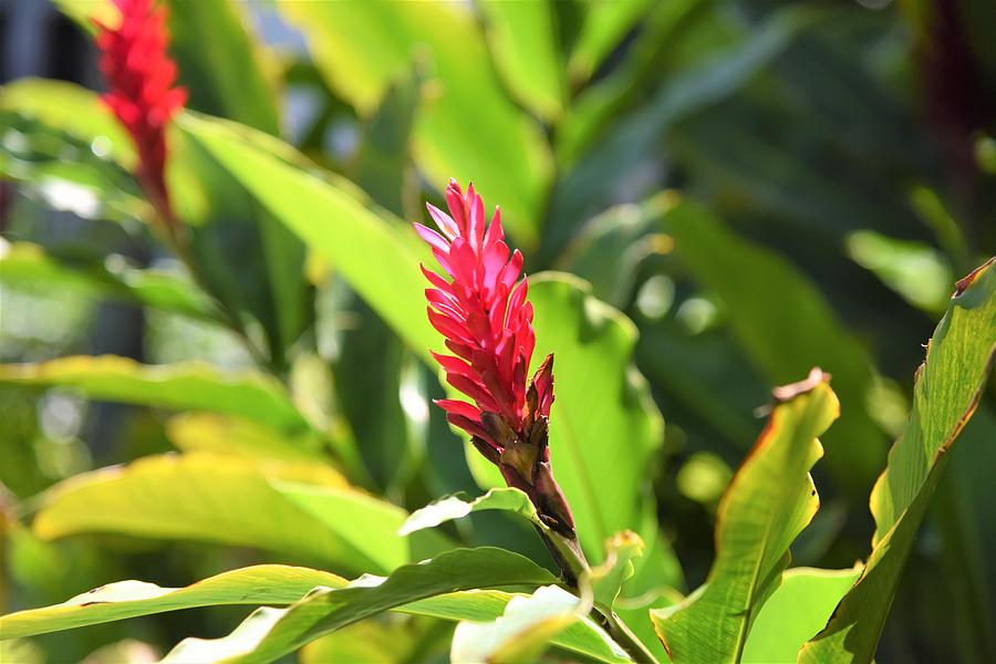 Flowers of Hawaii #6 Photograph by Lisa Dunn