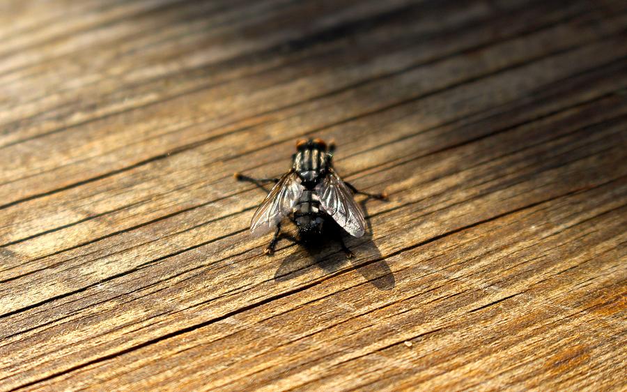 Wildlife Photograph - Fly #6 by Jackie Russo