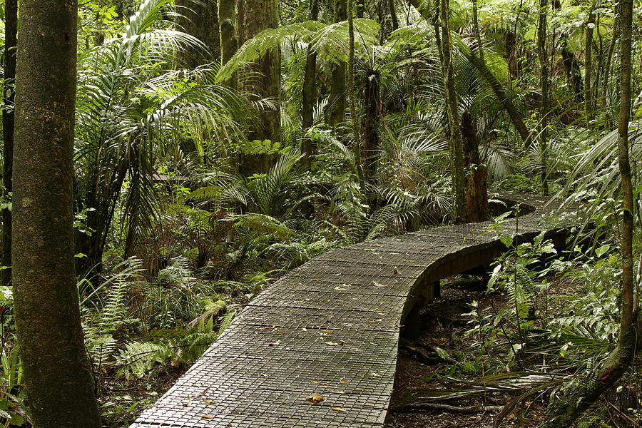 Nature Photograph - Forest boardwalk #6 by Les Cunliffe