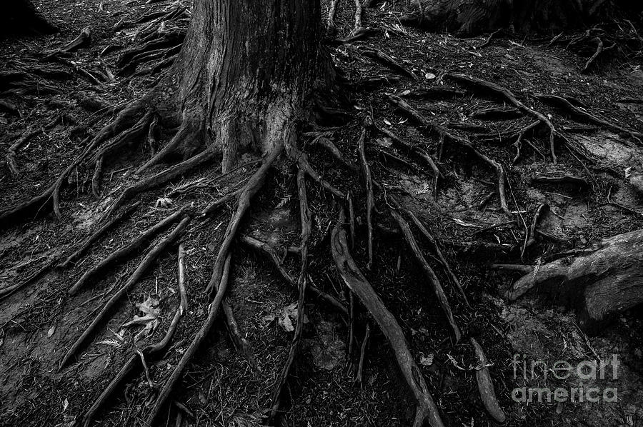 Forest Setting with Close-ups of Tree Roots  #6 Photograph by Jim Corwin