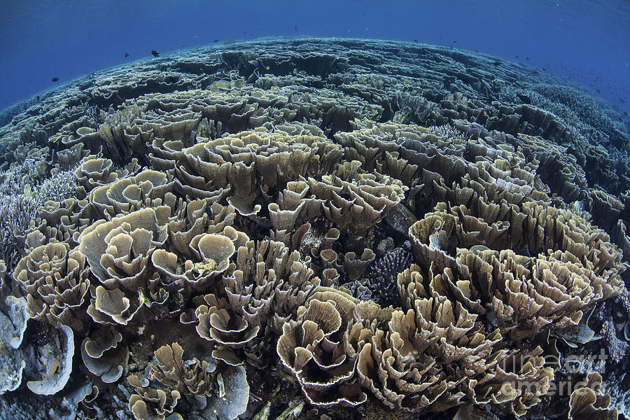 Fragile Corals Grow In Shallow Water Photograph By Ethan Daniels - Pixels