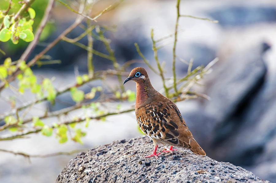 Galapagos Dove In Espanola Island. Photograph
