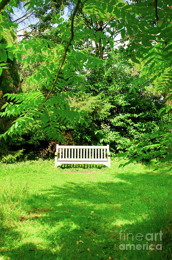 Garden bench #6 Photograph by Tom Gowanlock