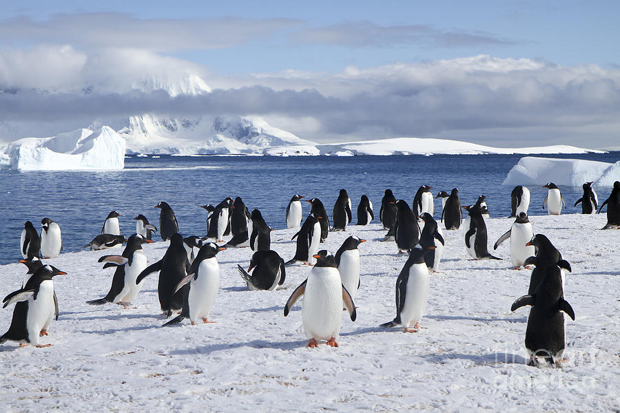 Gentoo penguins Pygoscelis papua #6 Photograph by Lilach Weiss