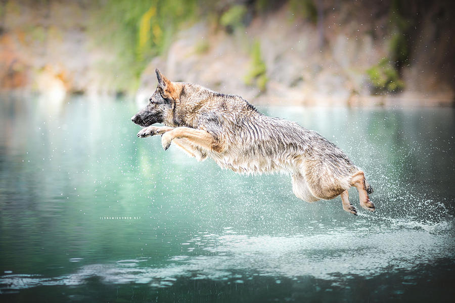 Wildlife Photograph - German Shepherd #6 by Jackie Russo