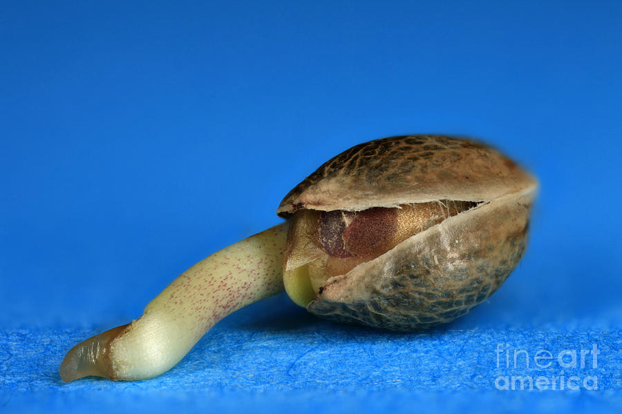 Germinating Marijuana Seed, Cannabis #6 Photograph by Ted Kinsman