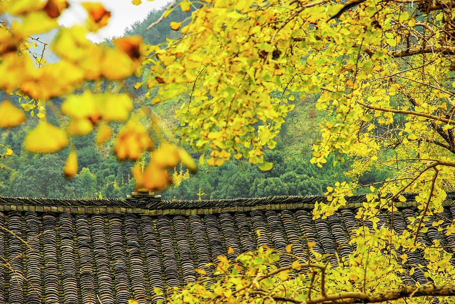 Ginkgo tree leaves in autumn #6 Photograph by Carl Ning