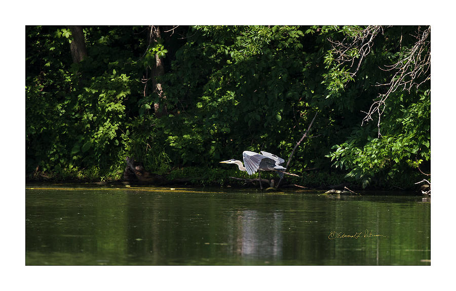 Great Blue Heron In Flight #6 Photograph by Ed Peterson