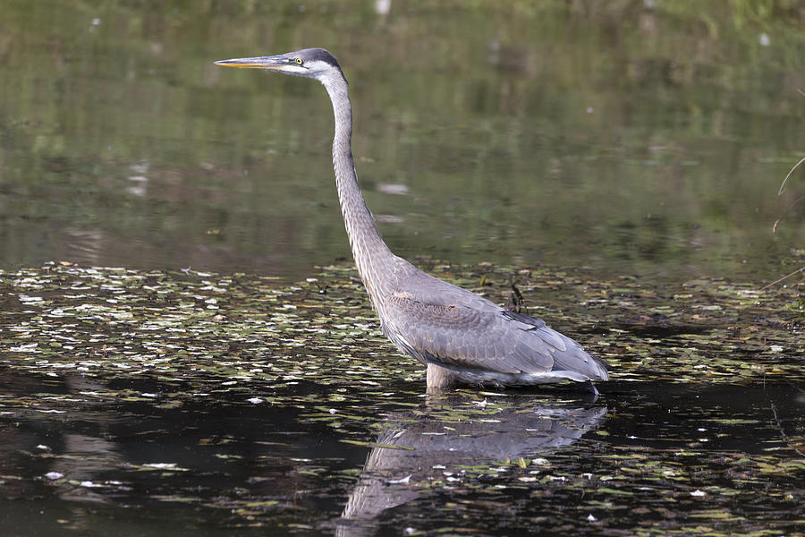 Great Blue Heron #6 Photograph by Josef Pittner