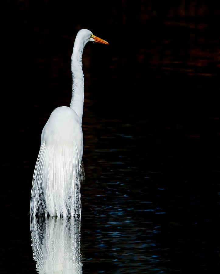 Great Egret #6 Photograph by Tam Ryan