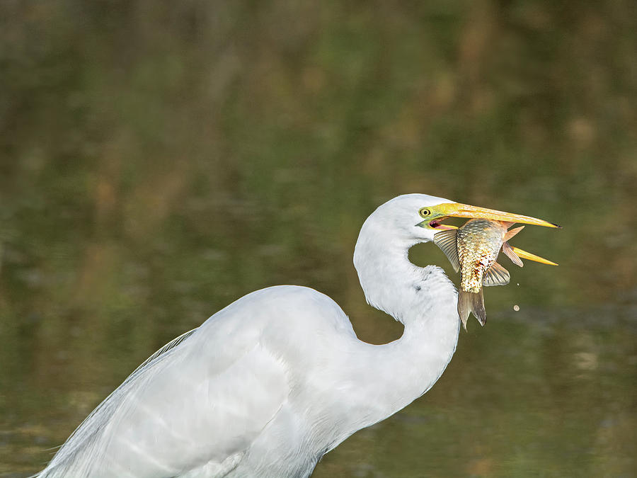 Egret Photograph - Great Egret with Fish #7 by Tam Ryan