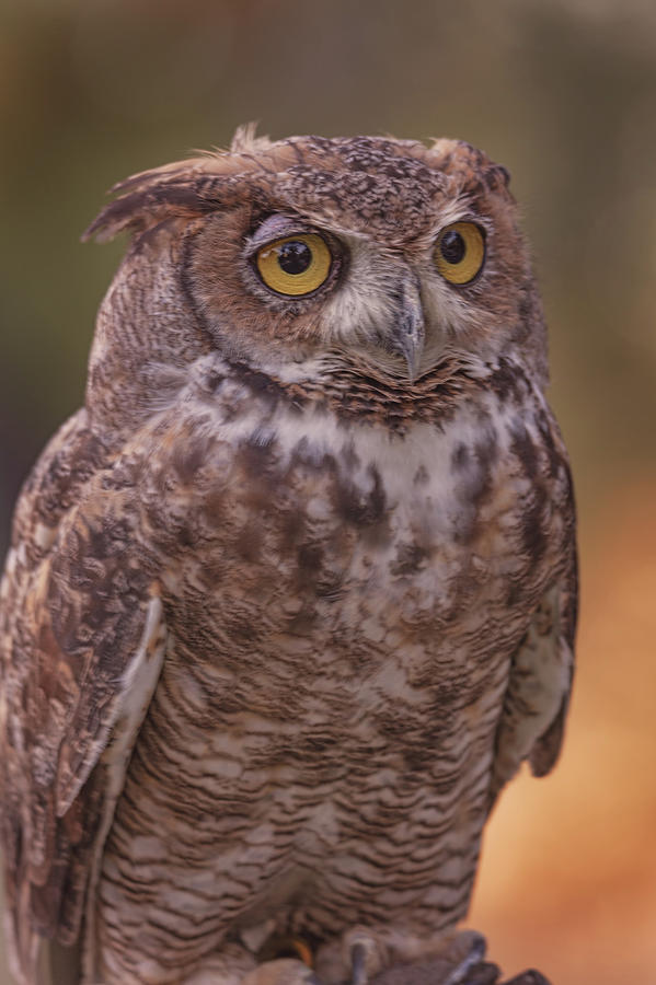 Great Horned Owl #6 Photograph by Brian Cross