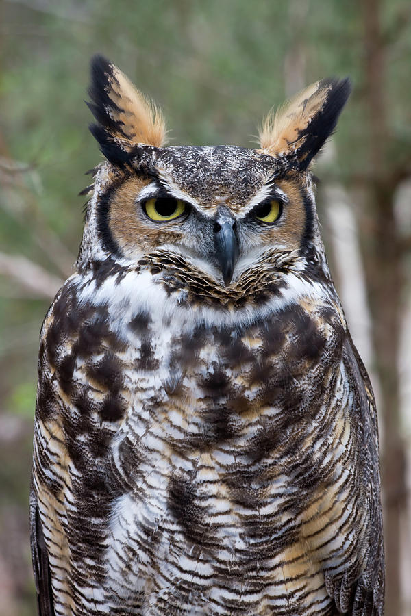 Great Horned Owl #6 Photograph by Jill Lang