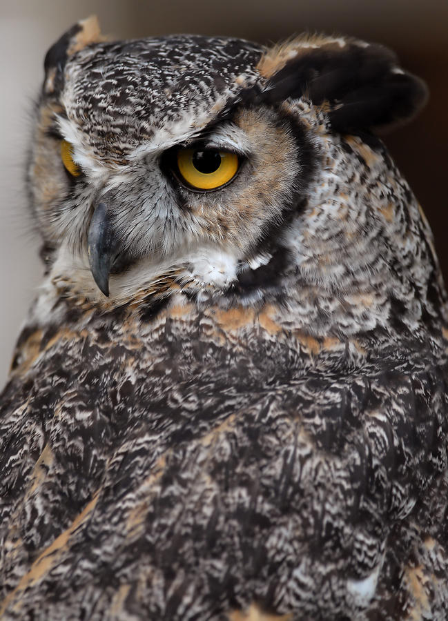 Great Horned Owl #6 Photograph by JT Lewis