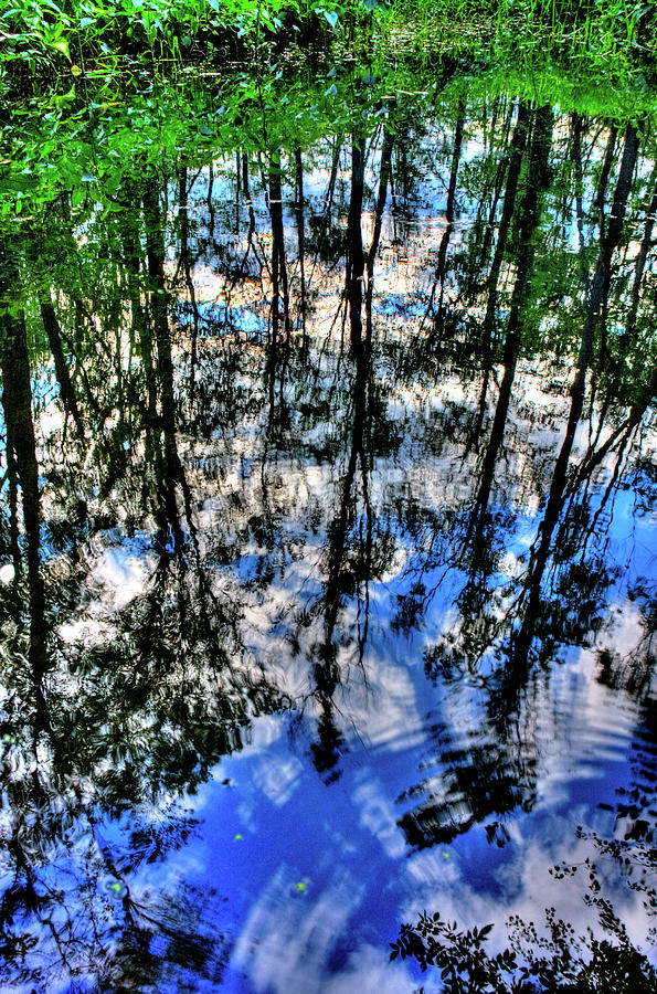 Great Swamp #6 Photograph by David Henningsen