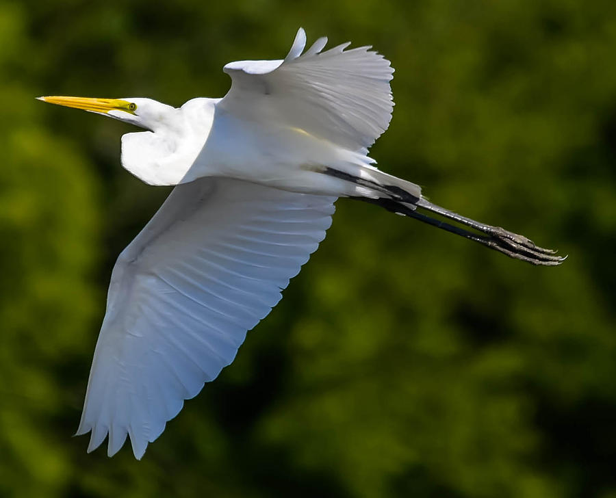 Great White Heron #6 Photograph by Brian Stevens