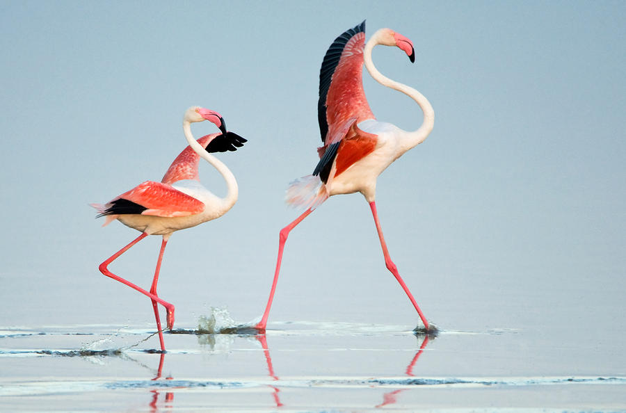 Flamingo Photograph - Greater Flamingos Phoenicopterus Roseus #6 by Panoramic Images
