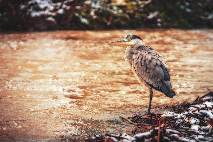 Grey Heron - Ardea Cinerea #5 Photograph by Marc Braner