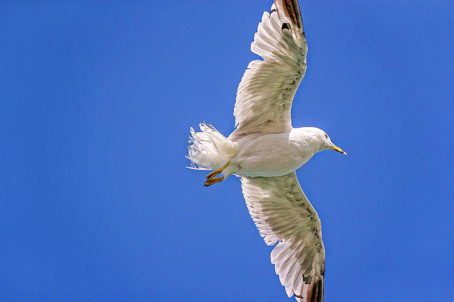 Gull in flight #6 Photograph by Peter Lakomy