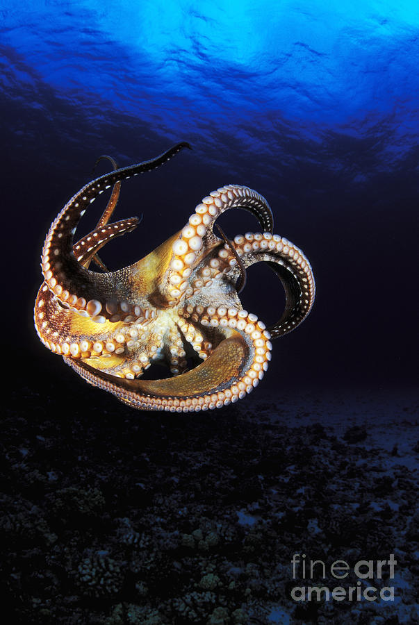 Hawaii, Day Octopus #6 Photograph by Dave Fleetham - Printscapes