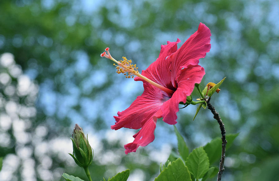 Hibiscus #6 Photograph by Larah McElroy