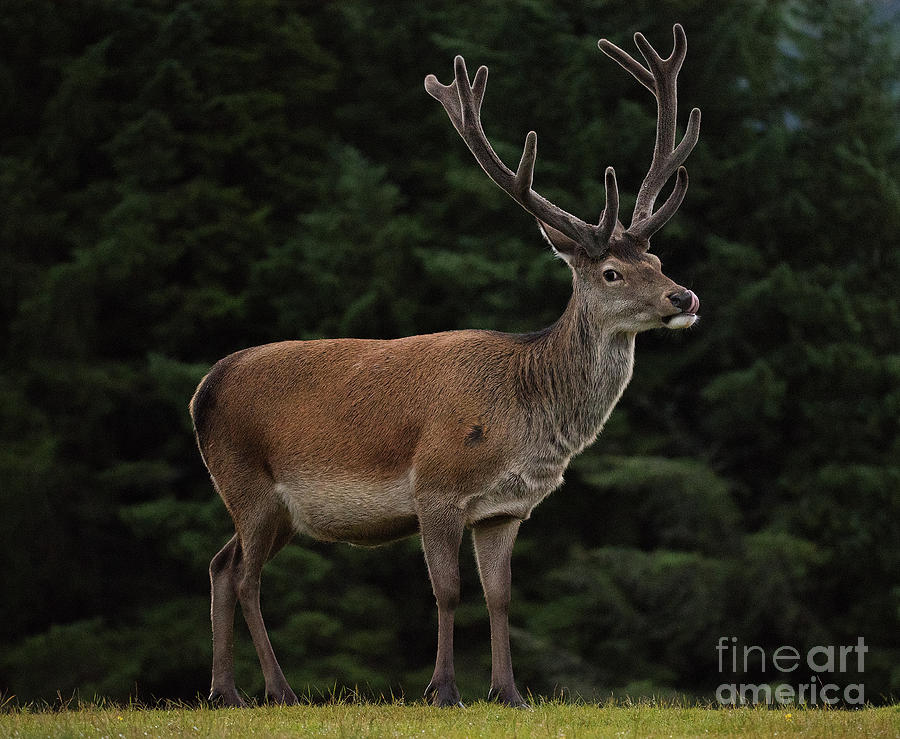 Highland Deer Photograph