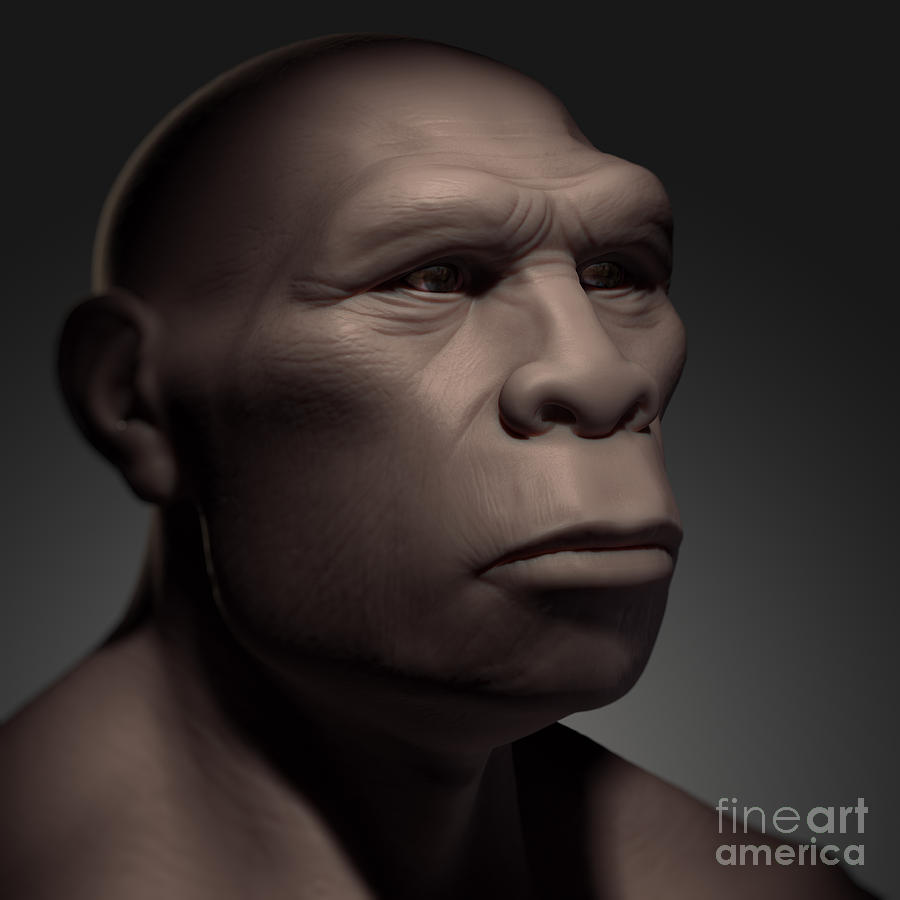 Homo Erectus Photograph by Science Picture Co