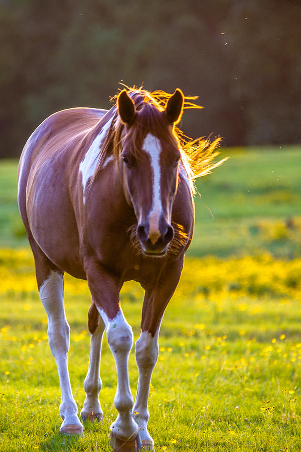 Horse Animal Posing On A Farmland At Sunset #6 Photograph by Alex Grichenko