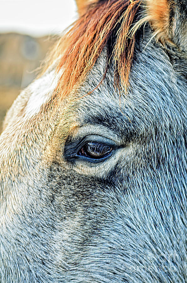 Animal Photograph - Horse 6 by Viktor Birkus