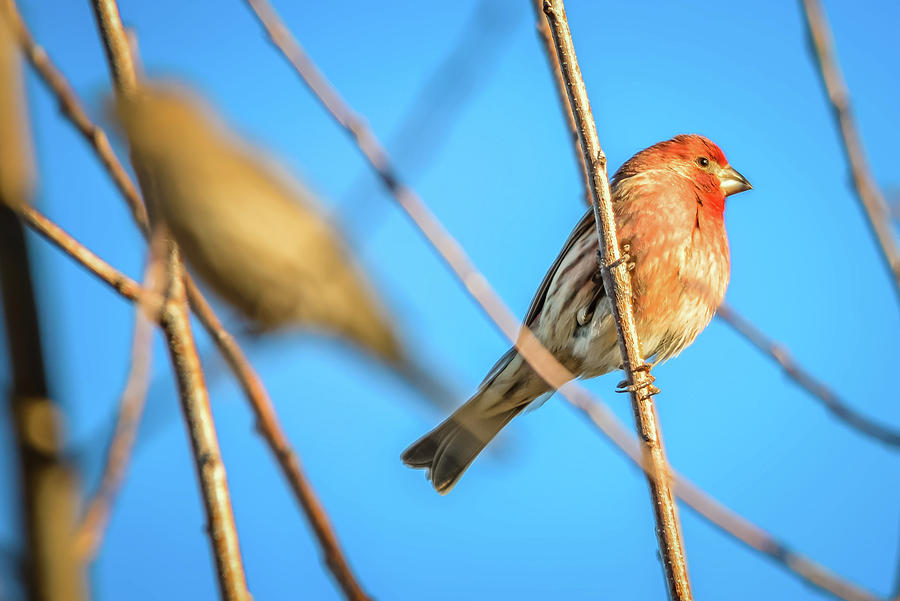 House Finch Tiny Bird Perched On A Tree #6 Photograph by Alex Grichenko