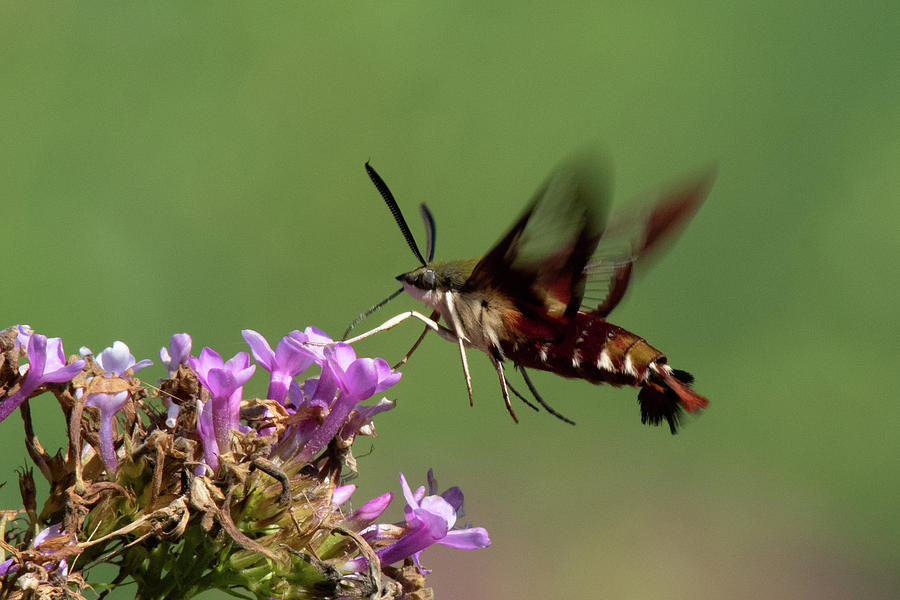 Hummingbird Clearwing Moth  #6 Photograph by Gary E Snyder