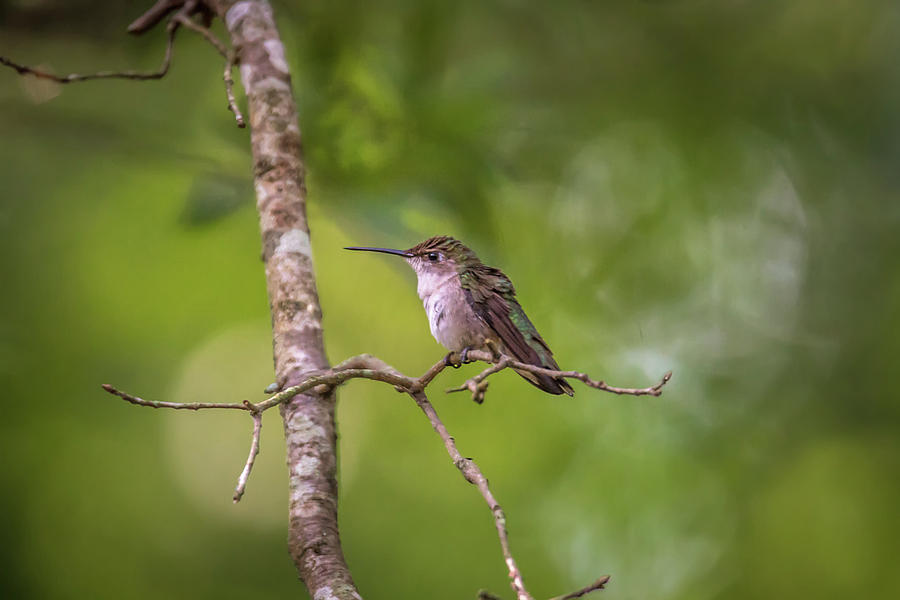 Hummingbird Found In Wild Nature On Sunny Day #6 Photograph by Alex Grichenko