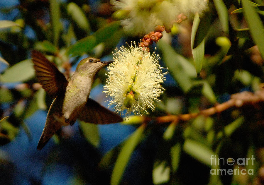 Hummingbird #6 Photograph by Marc Bittan