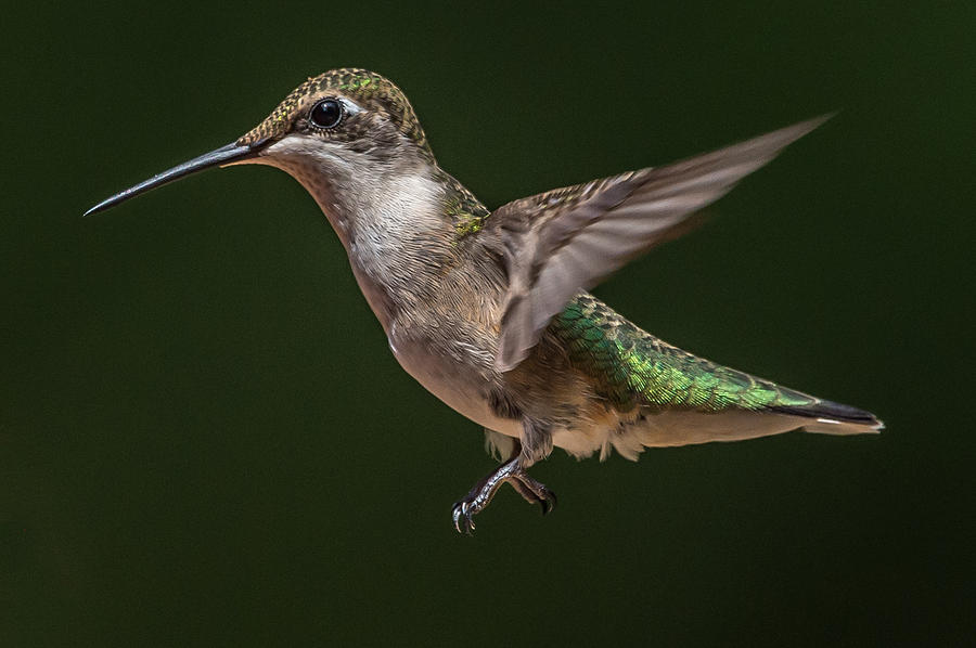 Hummingbird Photograph - Hummingbird #6 by Mike Watts