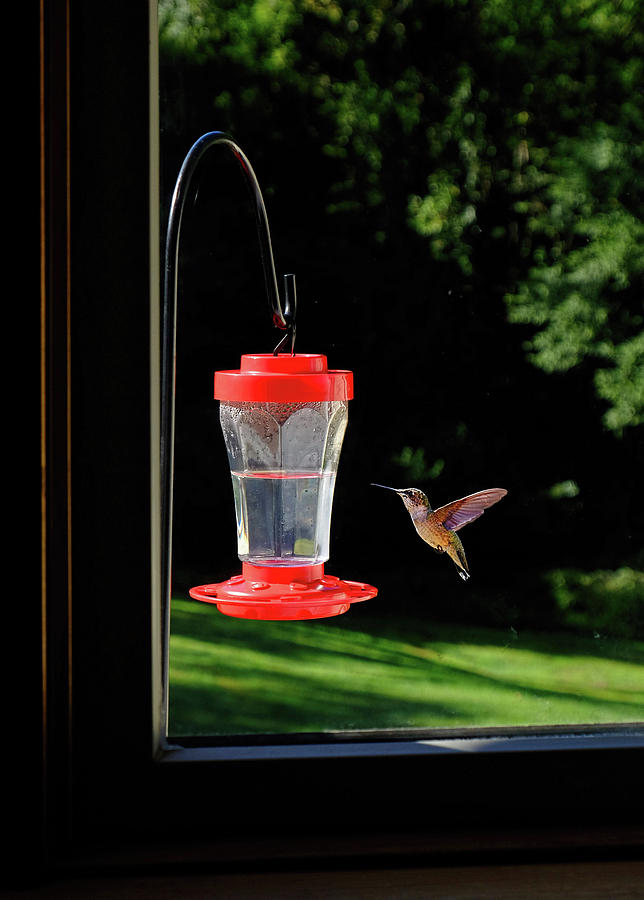 Hummingbird #6 Photograph by Ronda Ryan