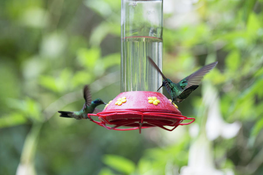 Hummingbirds #6 Digital Art by Carol Ailles
