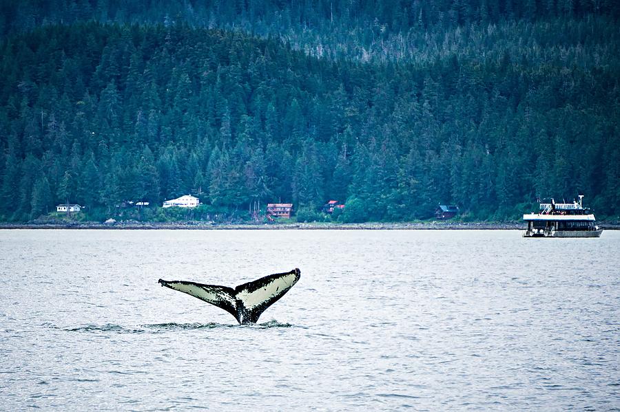 Humpack Whale Hunting On Mud Bay Alaska  #6 Photograph by Alex Grichenko