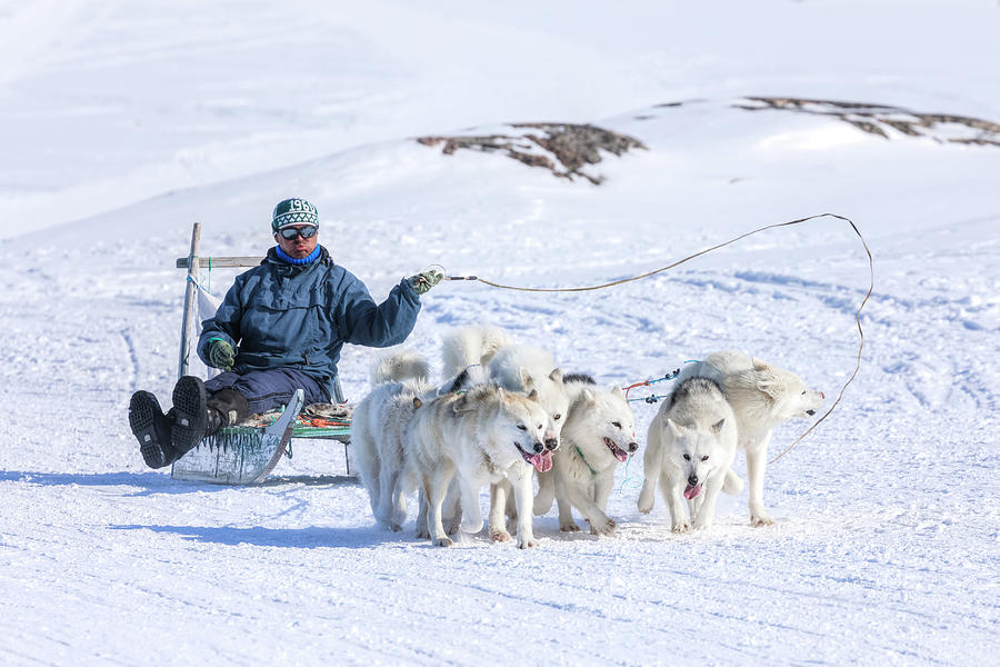 Huskies in Ilulissat, Greenland #6 Photograph by Joana Kruse