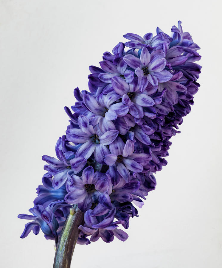 Hyacinth #6 Photograph by Robert Ullmann