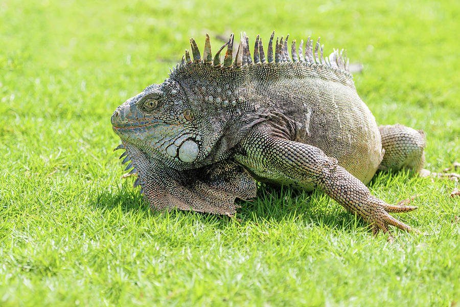 Iguanas at the Iguana park in downtown of Guayaquil, Ecuador. #6 Photograph by Marek Poplawski