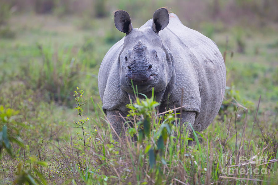 Animal Photograph - Indian Rhinoceros, India #6 by B. G. Thomson