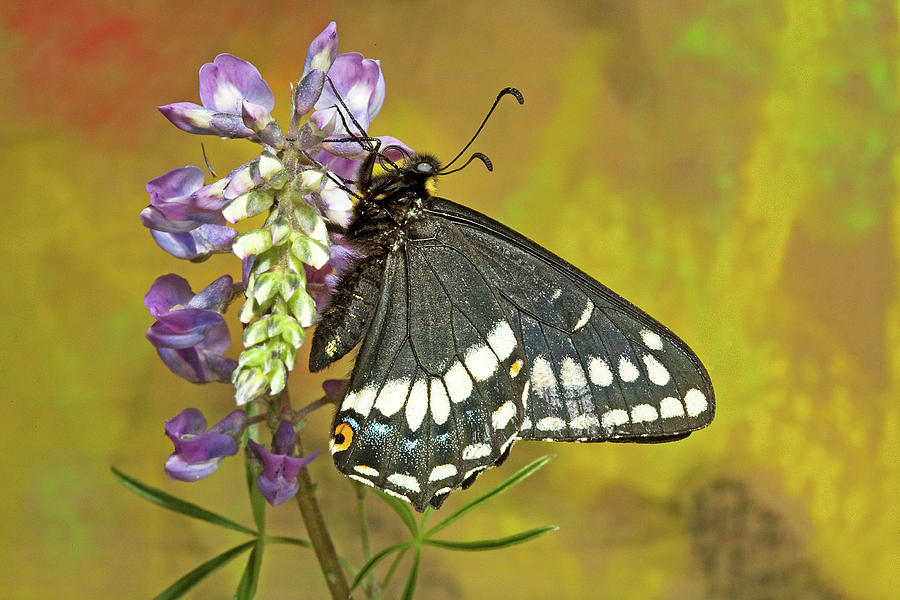 Indra Swallowtail #6 Photograph by Buddy Mays